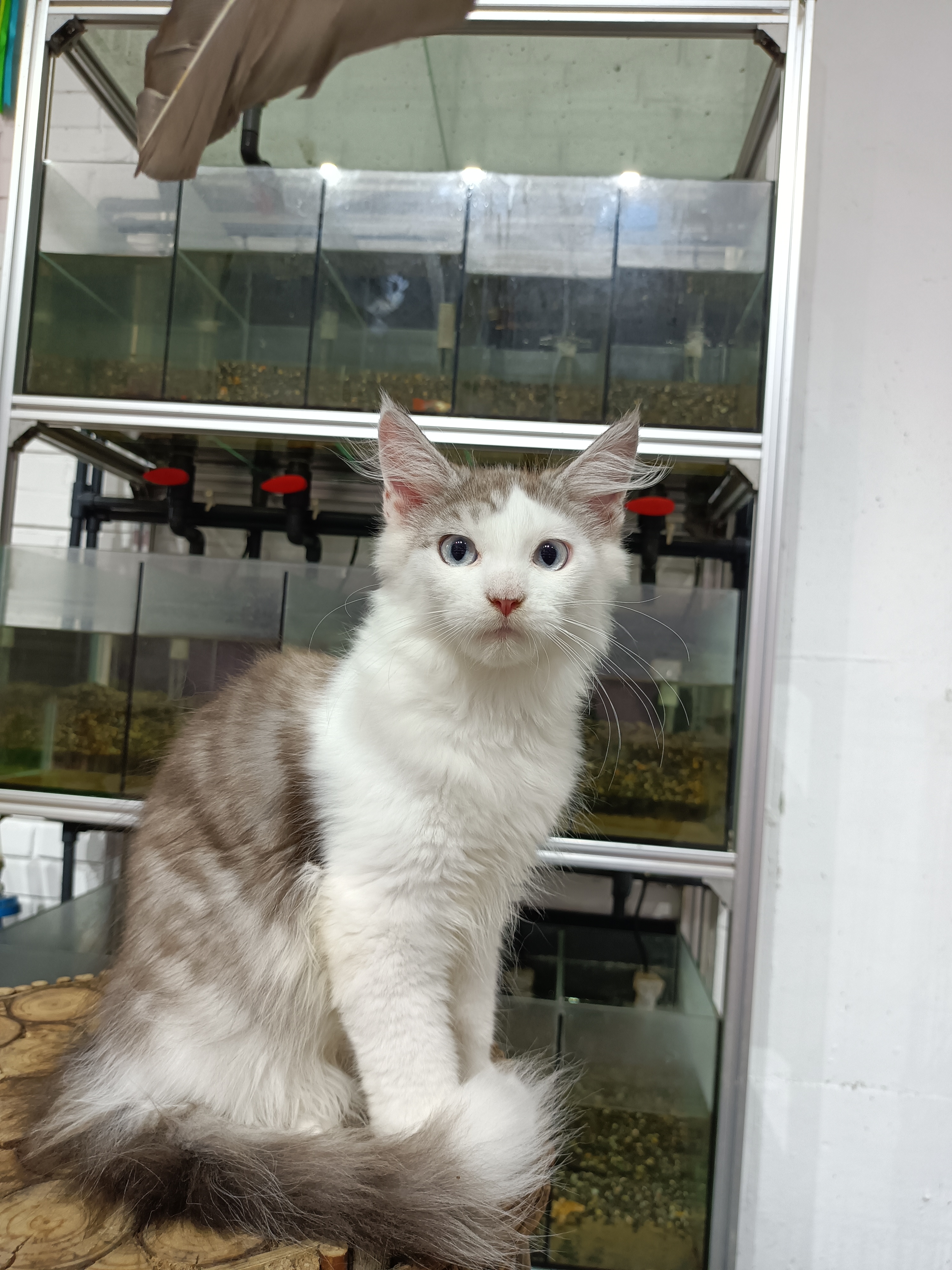 双蓝眼银白缅因猫
